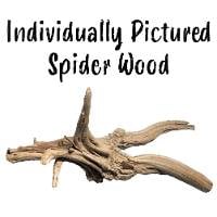 Spider Wood (Individually Pictured)