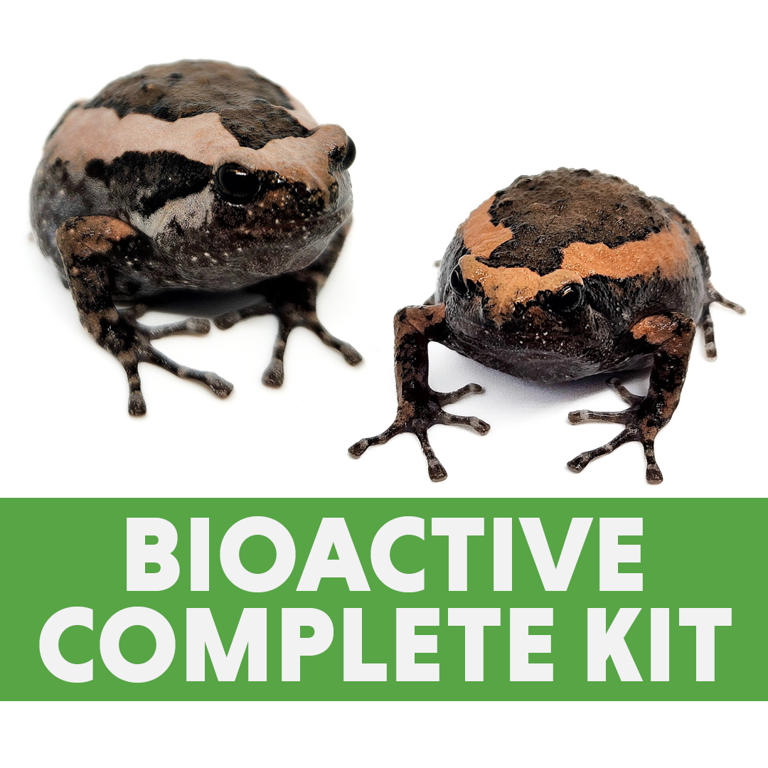 Adult Asian Painted Frog Complete Bioactive Habitat Kit (18x18x12)