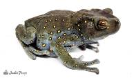 Female Yellow-Spotted Climbing Toad - Rentapia flavomaculata (Captive Bred)
