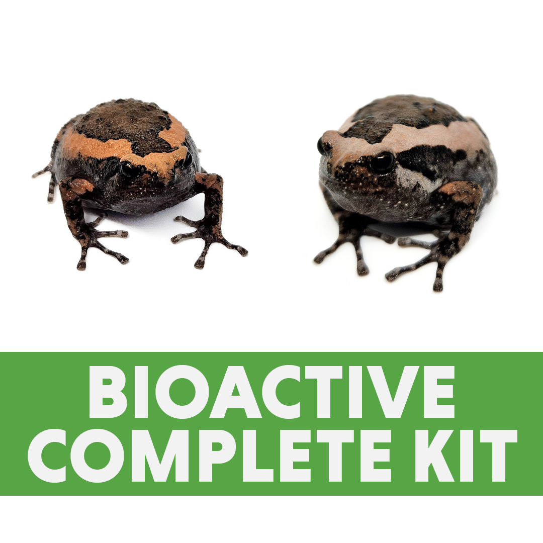 Juvenile Asian Painted Frog Complete Bioactive Habitat Kit (12x12x12)