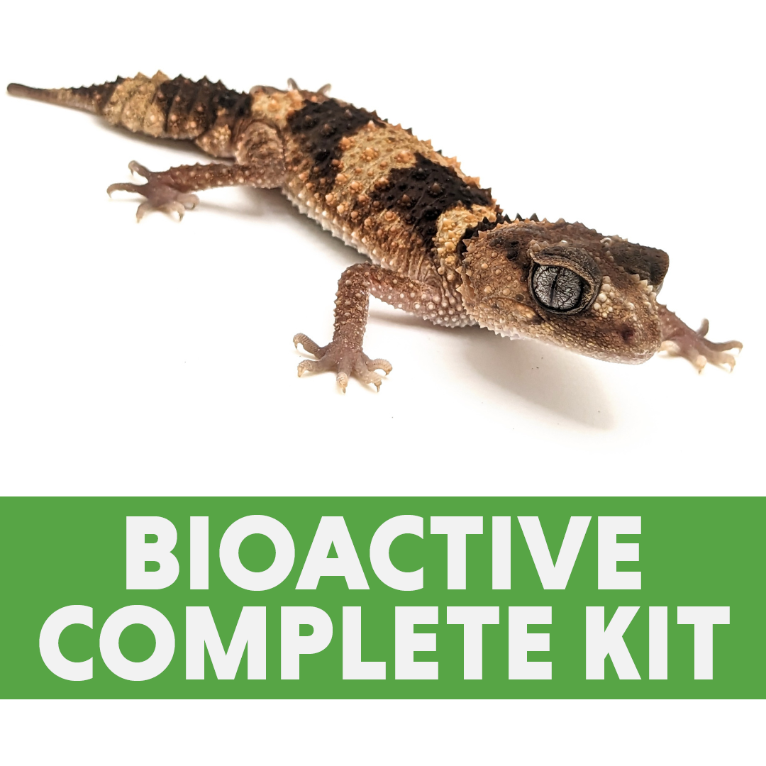 Northern Banded Knob-Tailed Gecko Bioactive Complete Habitat Kit (24x18x12)