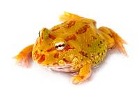 Lime Green Albino Pac-Man Frog - Ceratophrys cranwelli (Captive Bred)