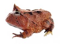 Brown Surinam Horned Pac-Man Frog - Ceratophrys cornuta (Captive Bred)