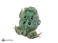 Samurai "Mutant Gene" Pac-Man Frog  - Ceratophrys cranwelli (Captive Bred)