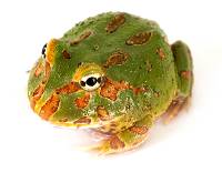 Matcha Pac-Man Frog - Ceratophrys cranwelli (Captive Bred)