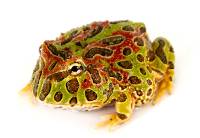 High Red Ornate Pac-Man Frog - Ceratophrys ornata (Captive Bred)