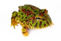 Ornate Pac-Man Frog - Ceratophrys ornata (Captive Bred)