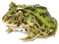 Subadult Pac-Man Frog - Ceratophrys cranwelli (Captive Bred)