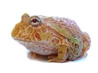 Sunburst Pac-Man Frog - Ceratophrys cranwelli (Captive Bred)
