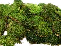 Galapagos Decorative Sheet Moss for Tropical & Forest Terrariums (Mini Bag)