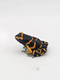 Dendrobates Leucomelas '1995 Import' - DL9501