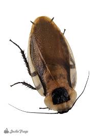 1.5 - 2" Adult Male Discoid Roaches - Blaberus discoidalis (50 count)