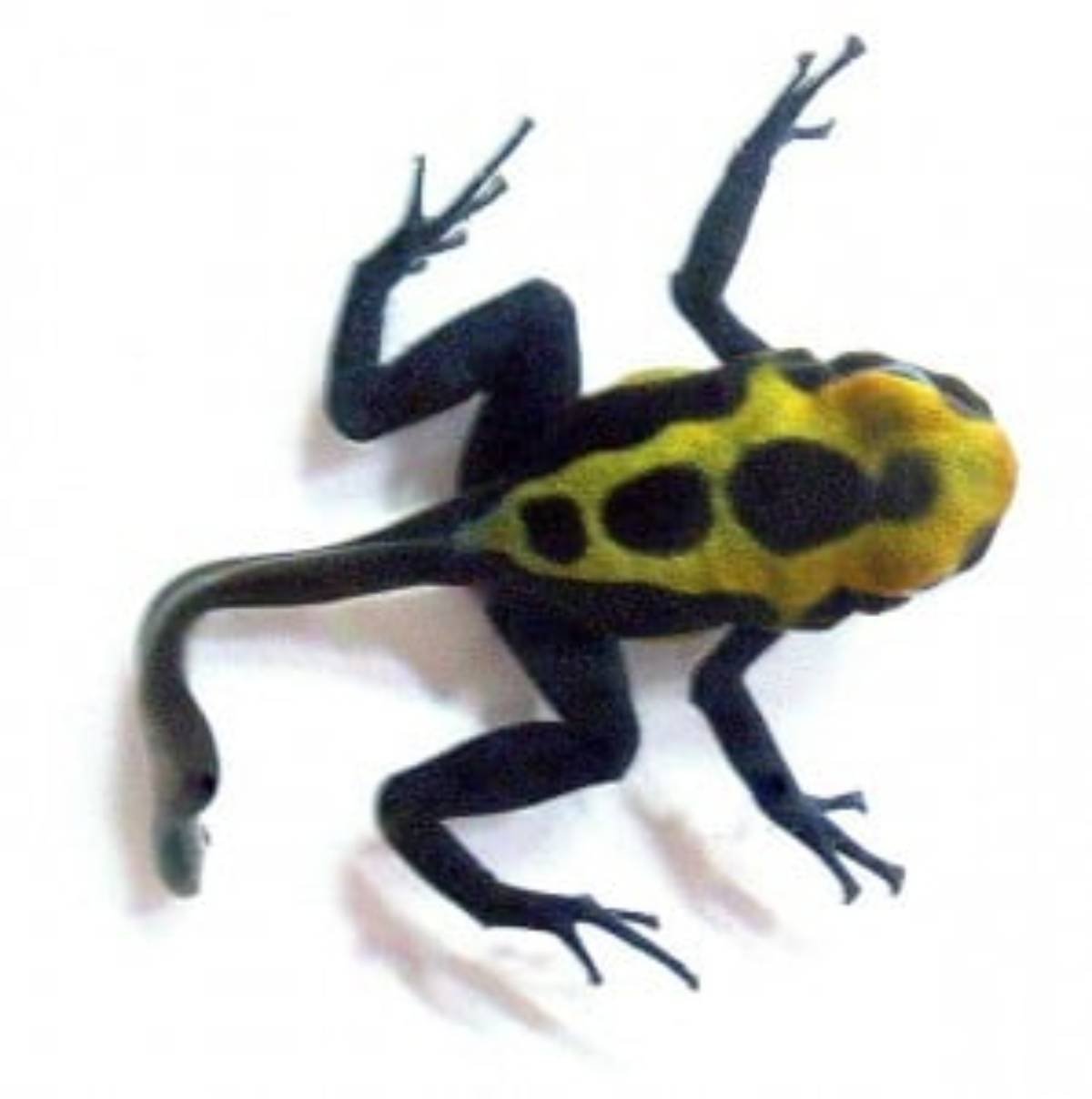 Dendrobates tinctorius 'Cobalt' poison dart frog metamorph