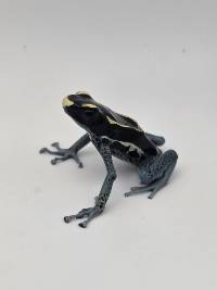 Dendrobates Tinctorius 'Powder Blue' - DTPB02