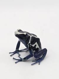 Dendrobates Tinctorius 'Oyapok' - DTOya01
