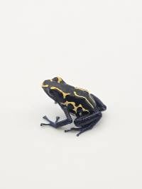 Dendrobates Tictoruis 'Bakhuis' - DTBak01