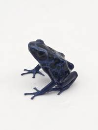 Dendrobates Tinctorius 'Green Sipaliwini' - DTGS01