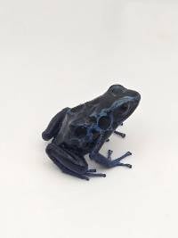 Dendrobates Tinctorius 'Green Sipaliwini' - DTGS02