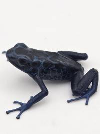 Dendrobates Tinctorius 'Green Sipaliwini' - DTGS03