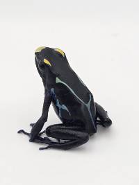 Dendrobates Tinctorius 'Alalapadu Cobalt' - DTAlcob01