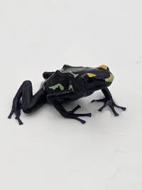 Dendrobates Tinctorius 'Alalapadu Cobalt' - DTAlcob02