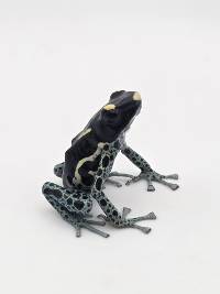 Dendrobates Tinctorius 'Powder Grey' - DTPG01