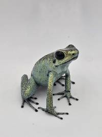 Phyllobates terribilis 'Mint' - PTMint01