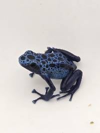 Dendrobates Tinctorius 'Azureus' - DTAz01