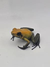 Phyllobates bicolor - PBi01