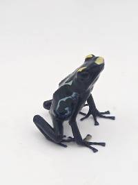 Dendrobates Tinctorius 'Alalapadu Cobalt' - DTAlcob03