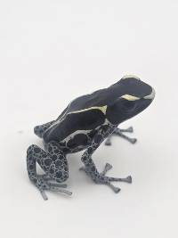 Dendrobates Tinctorius 'Powder Blue' - DTPB03