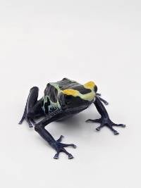 Dendrobates Tinctorius 'Cobalt' - DTCob01