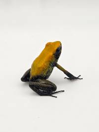 Phyllobates bicolor - PBi02