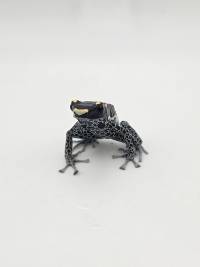 Dendrobates Tinctorius 'Powder Grey' - DTPG02