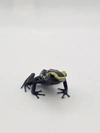 Dendrobates Tinctorius 'Cobalt' - DTCob02