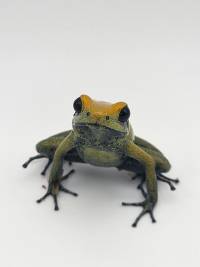 Phyllobates bicolor - PBi03