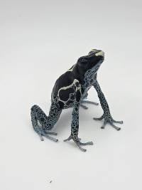 Dendrobates Tinctorius 'Powder Grey' - DTPG03