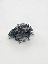 Dendrobates Tinctorius 'Powder Grey' - DTPG04