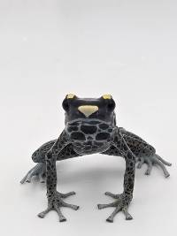 Dendrobates Tinctorius 'Powder Grey' - DTPG06