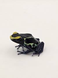 Dendrobates Tinctorius 'Alalapadu Cobalt' - DTAlcob01