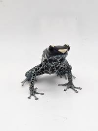 Dendrobates Tinctorius 'Powder Grey' - DTPG07