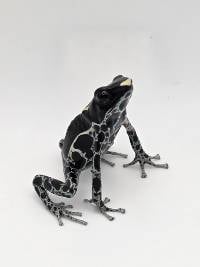 Dendrobates Tinctorius 'Powder Grey' - DTPG08