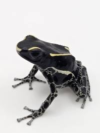 Dendrobates Tinctorius 'Powder Grey' - DTPG09
