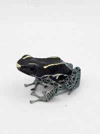 Dendrobates Tinctorius 'Powder Grey' - DTPG10