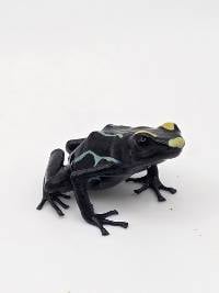 Dendrobates Tinctorius 'Alalapadu Cobalt' - DTAlcob04