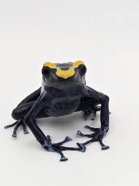 Dendrobates Tinctorius 'Cobalt' - DTCob03