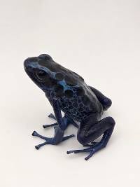 Dendrobates Tinctorius 'Green Sipaliwini' - DTGS06