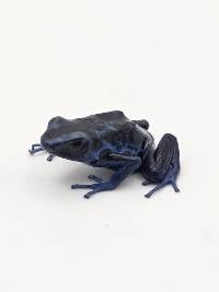 Dendrobates Tinctorius 'Green Sipaliwini' - DTGS07