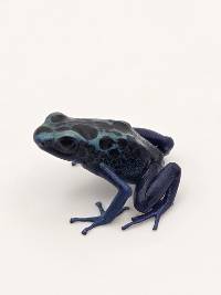 Dendrobates Tinctorius 'Green Sipaliwini' - DTGS08