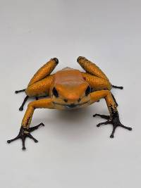 Phyllobates terribilis 'Orange Black Foot' - PTBF01